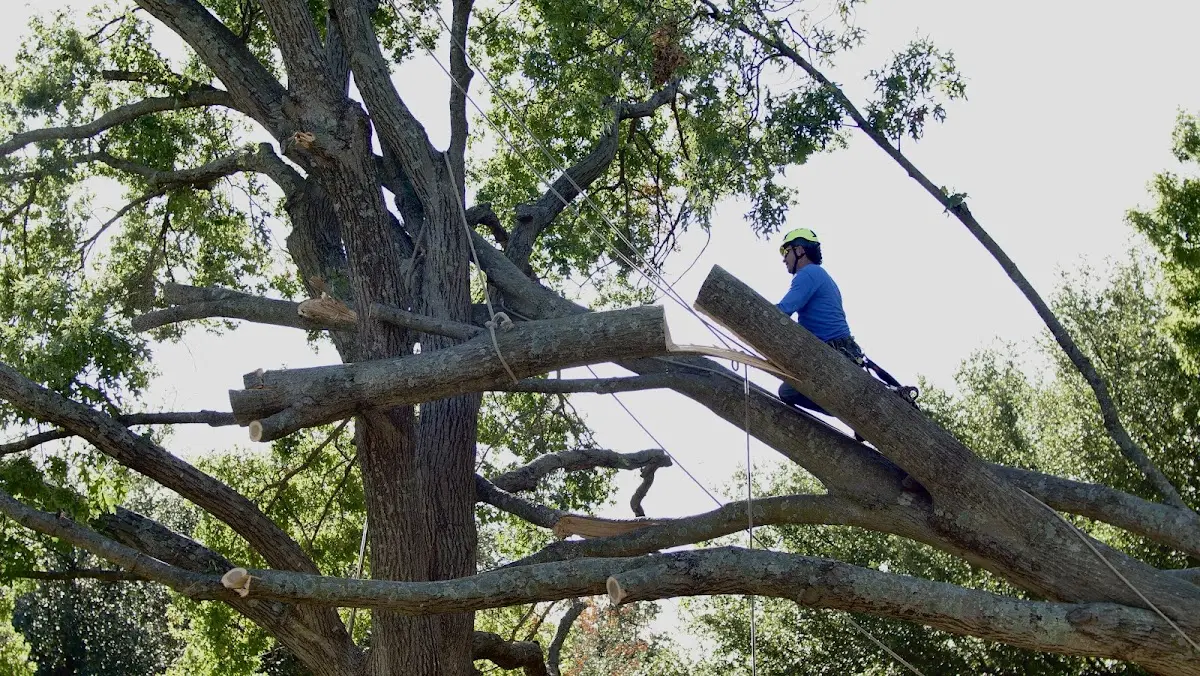 Professional Crown Thinning performed by certified arborists in Westport