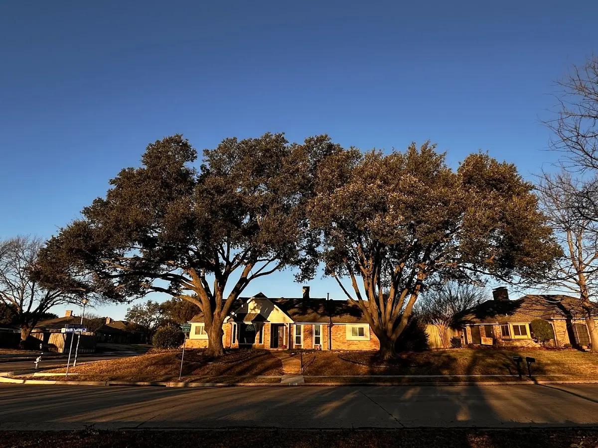 Established residential canopy tree shading a home in Westport